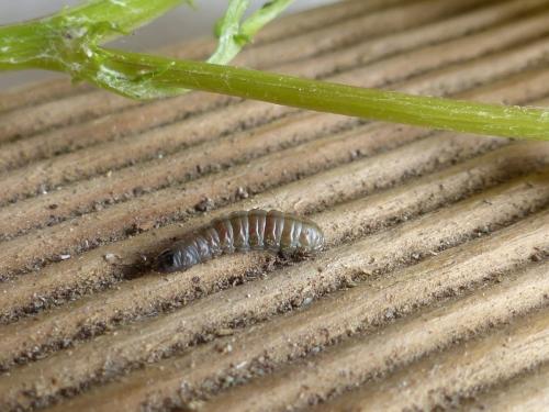 Réf. 210 332 : Phycitodes maritima